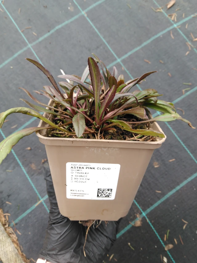 Asteri Pink Cloud - 1. 4. 2026