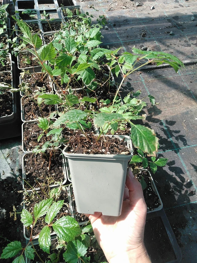 Astilbe Fanal - 11. 8. 2026