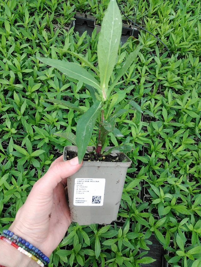 Hohdekukka Helena Gold - 9. 6. 2025