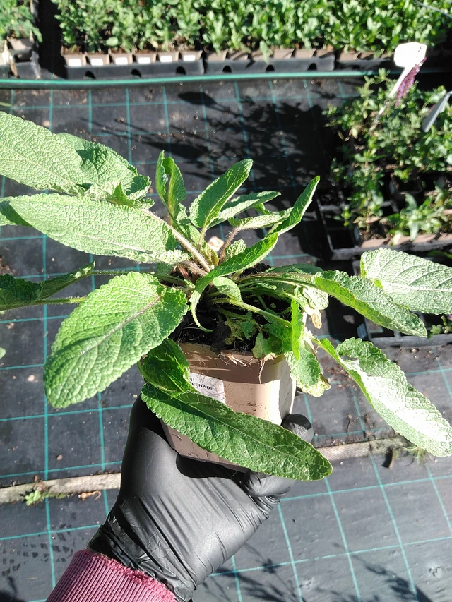 Salvia pratensis Twilight Serenade - 19. 8. 2025