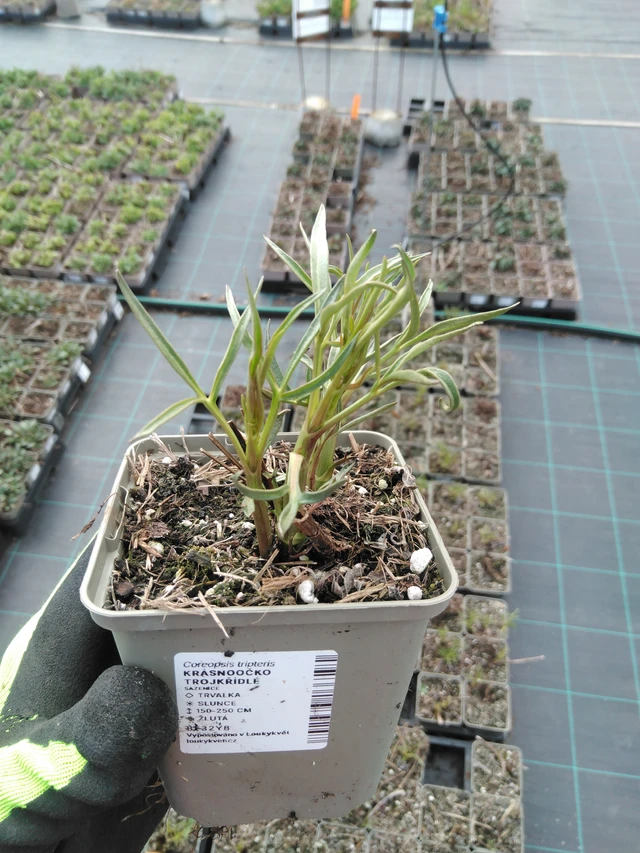 Tall Coreopsis - 8. 4. 2025