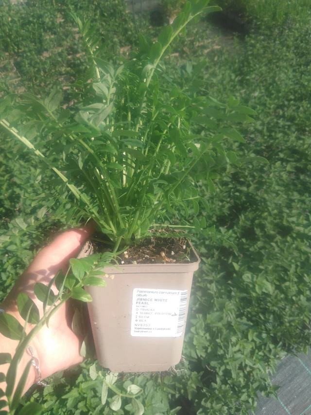 Sinilatva White Pearl - 2024