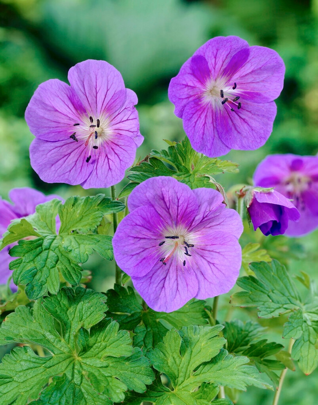 Kurjenpolvi Gravetye, Loukykvět