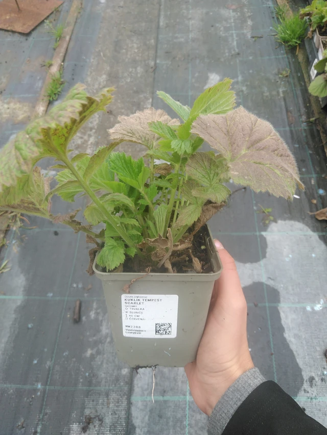 Geum Tempest Scarlet - 10. 10. 2025