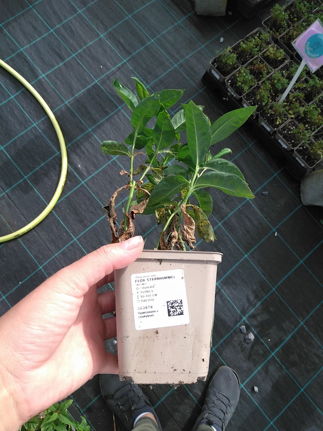 Leimu Sternhimmel - 11. 7. 2025