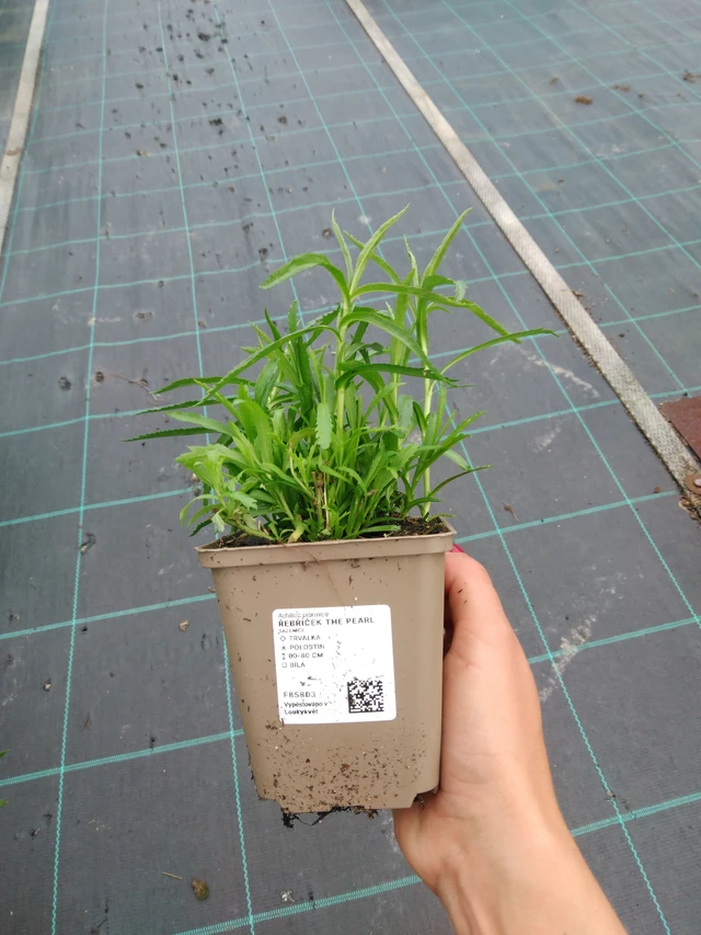 Kärsämö The Pearl - 11. 9. 2025