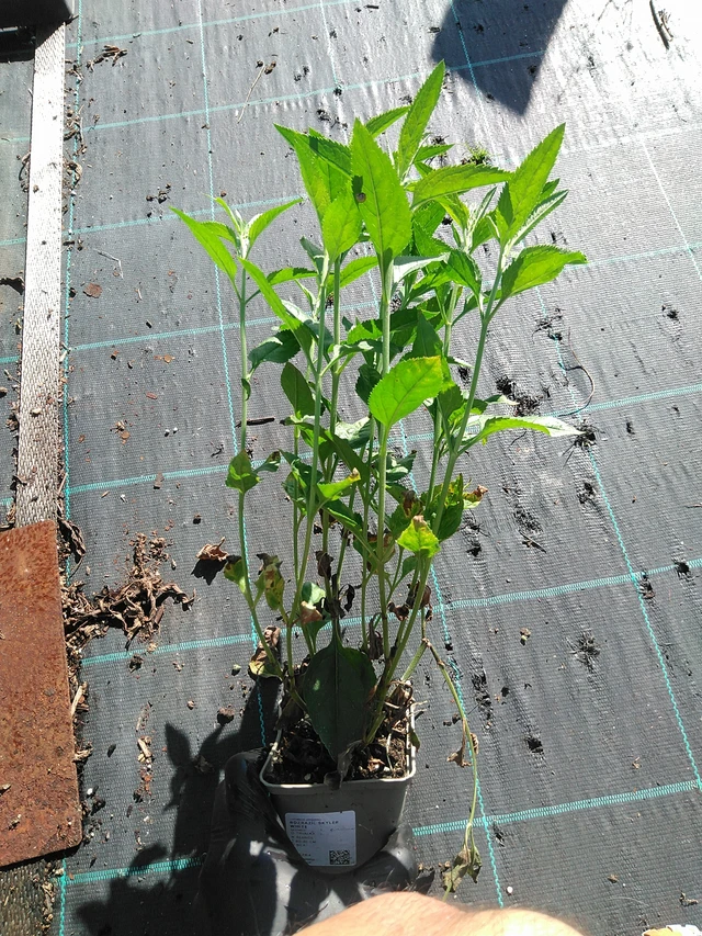 Tädyke Skyler White - 19. 8. 2025