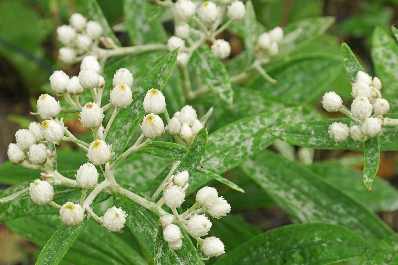 Anaphalis Silberregen, Loukykvět