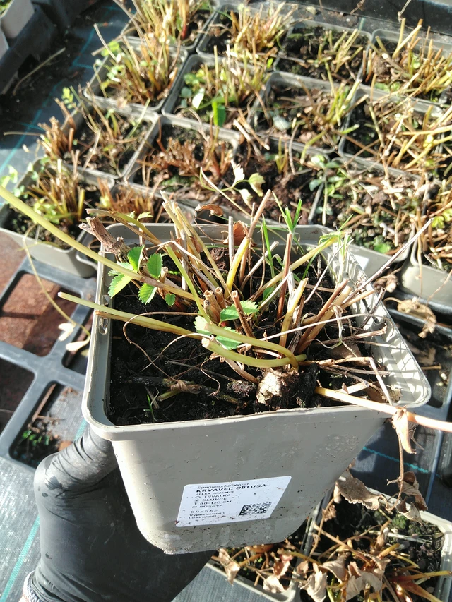 Japaninluppio - 31. 10. 2025