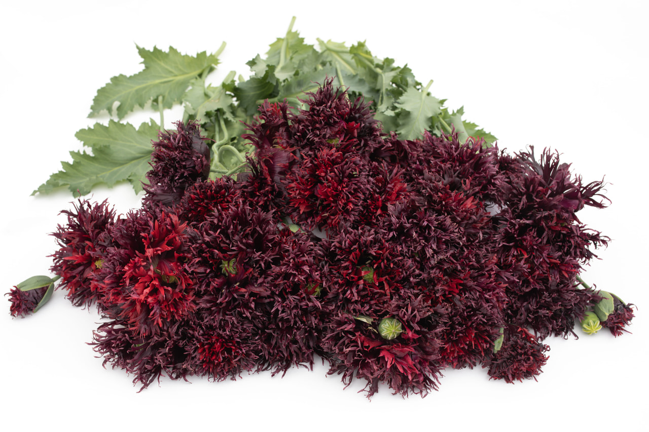 Valmue Black Swan, Loukykvět