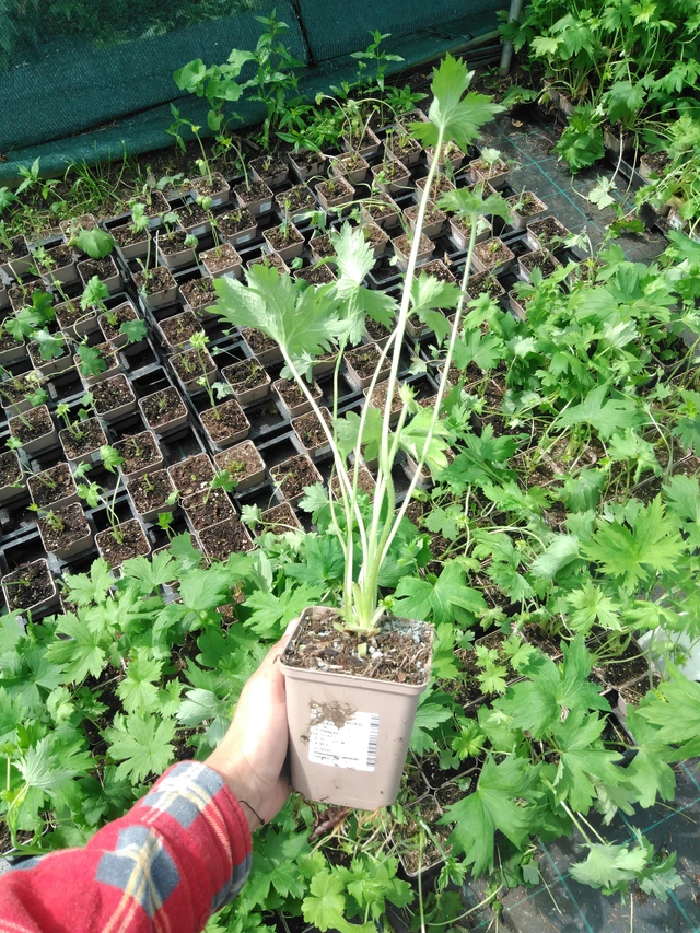 Ritarinkannus Benary’s Pacific Galahad - 2024