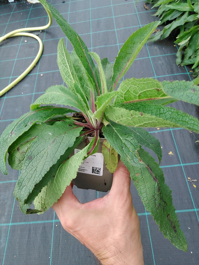 Gordolobo Sixteen Candles - 28. 7. 2025