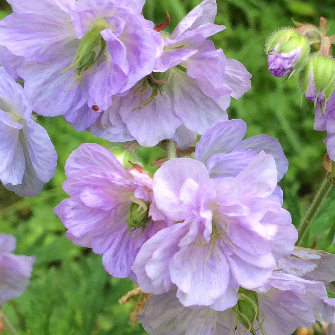 Kurjenpolvi Cloud Nine, Loukykvět