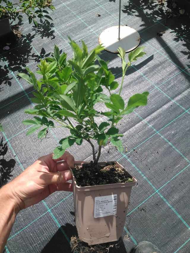 Rosa Magical Delight (Kolmade) - 24. 6. 2025