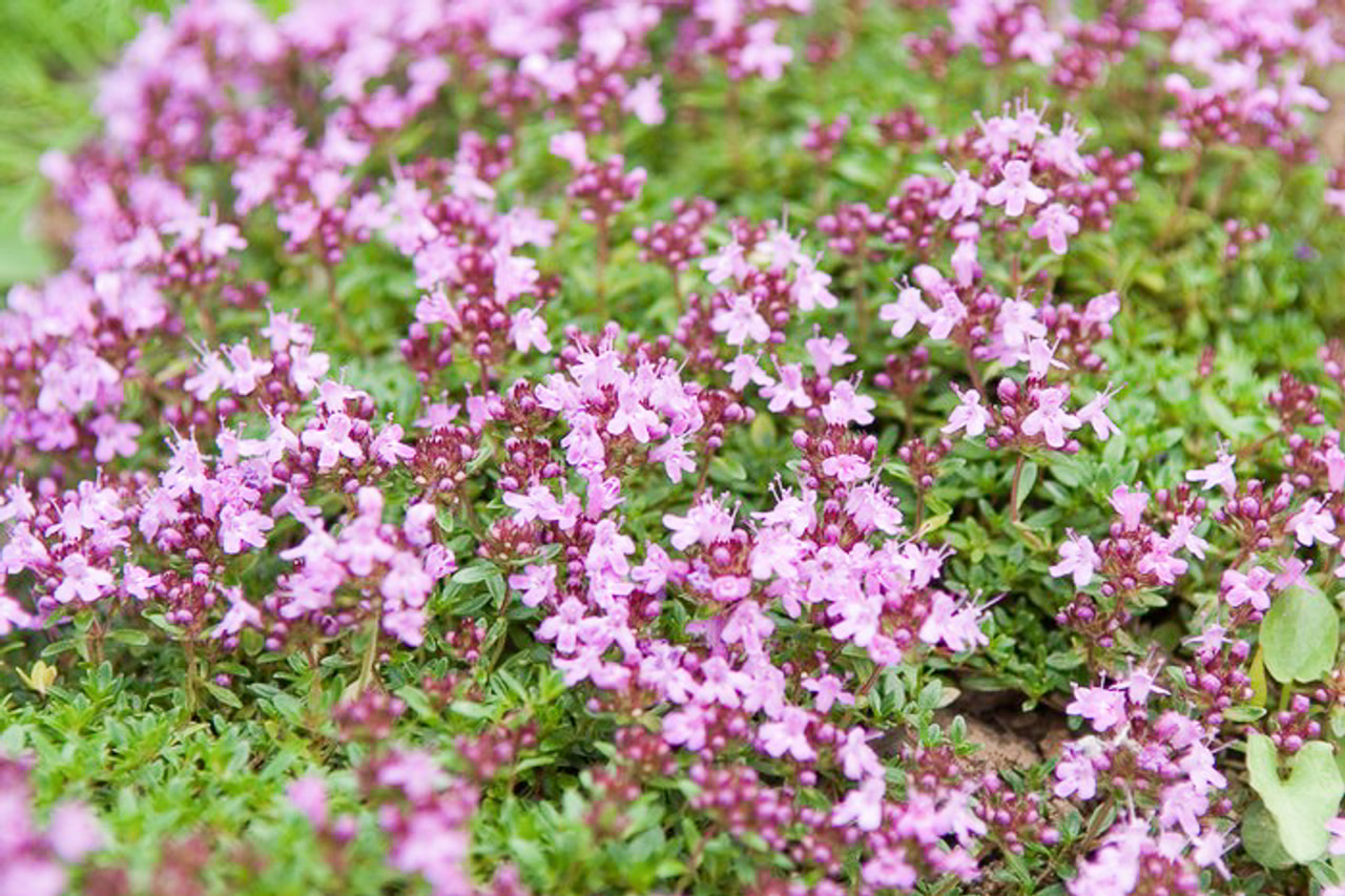 Ajuruoho Prostrate, Loukykvět