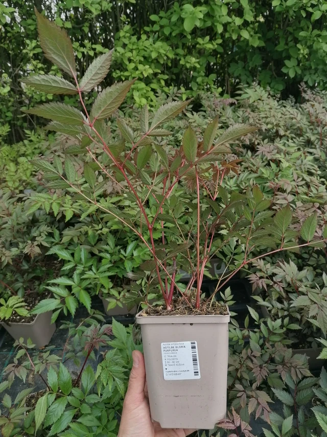 Jaloangervo Gloria Purpurea - 2024