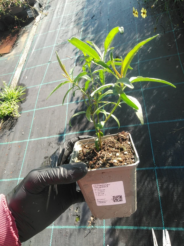 Tall Coreopsis - 1. 9. 2025