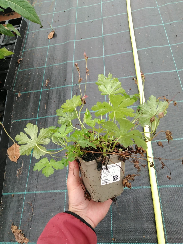 Peittokurjenpolvi Biokovo - 28. 7. 2025