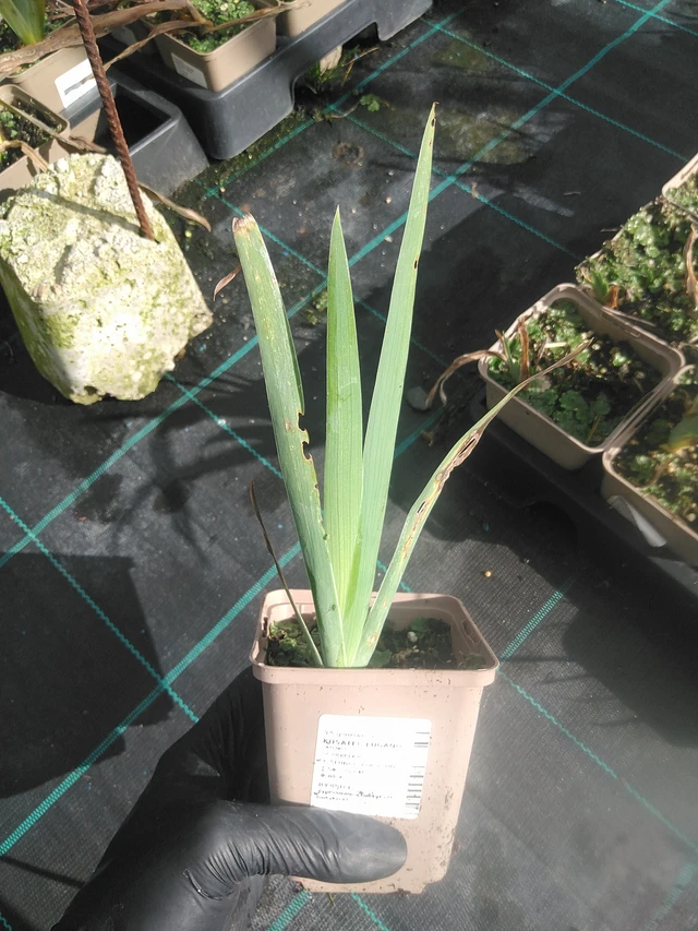 Kurjenmiekka Lugano - 13. 10. 2025