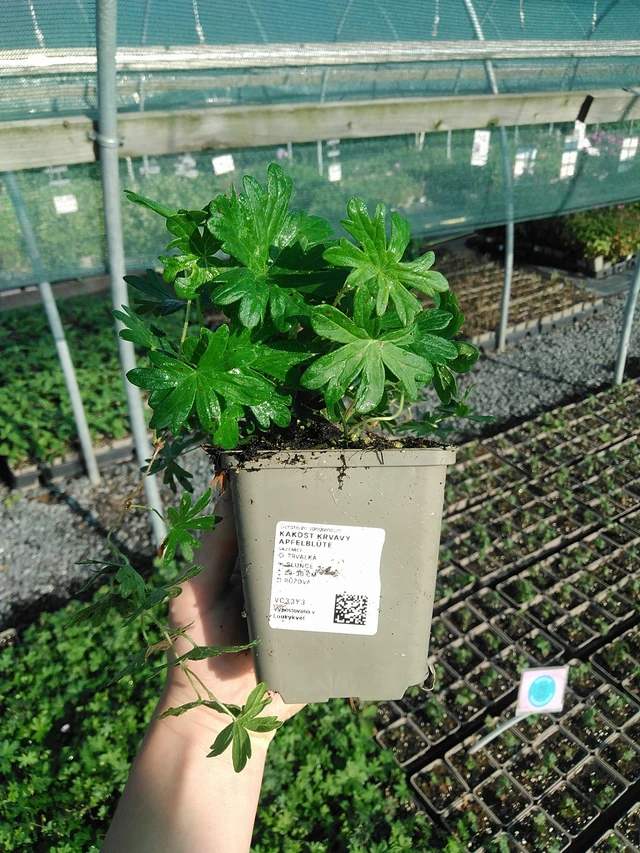 Asinsarkanā gandrene Apfelblüte - 13. 7. 2026