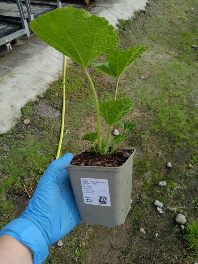 Salkoruusu Spotlight Radiant Rose - 10. 9. 2025