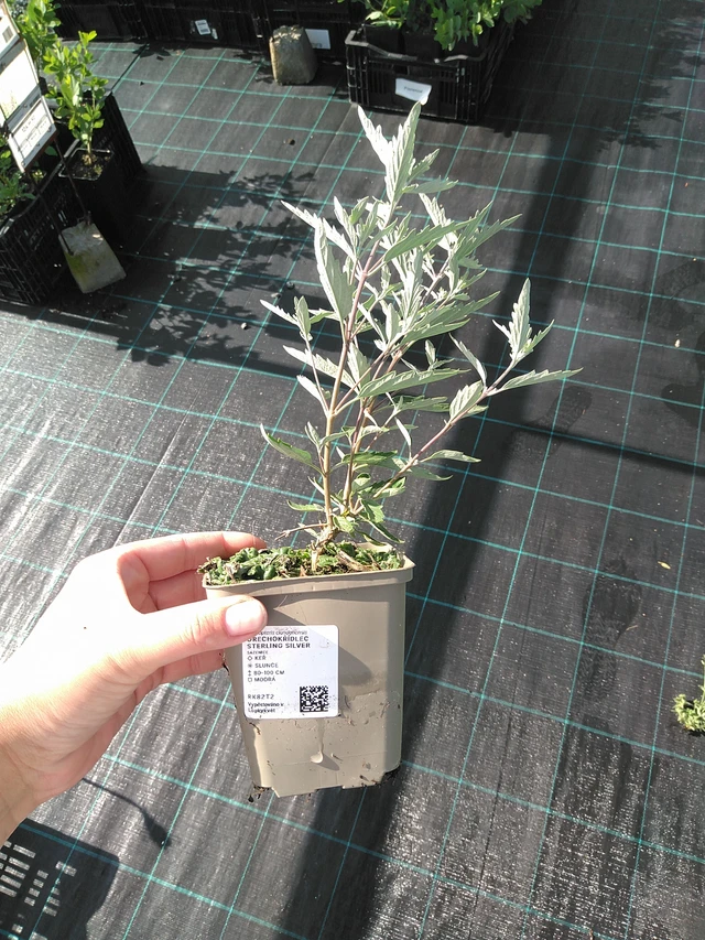 Caryopteris Sterling Silver - 11. 7. 2025