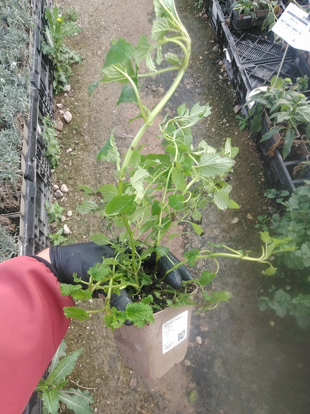 Lemon balm Limonii - 13. 10. 2025