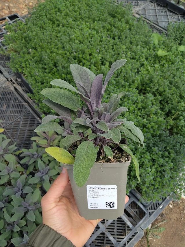 Sauge Purple Beauty - 13. 5. 2026