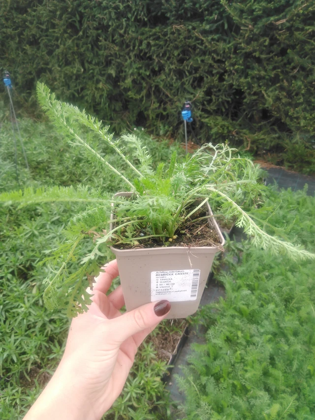 Siankärsämö Cassis - 2024