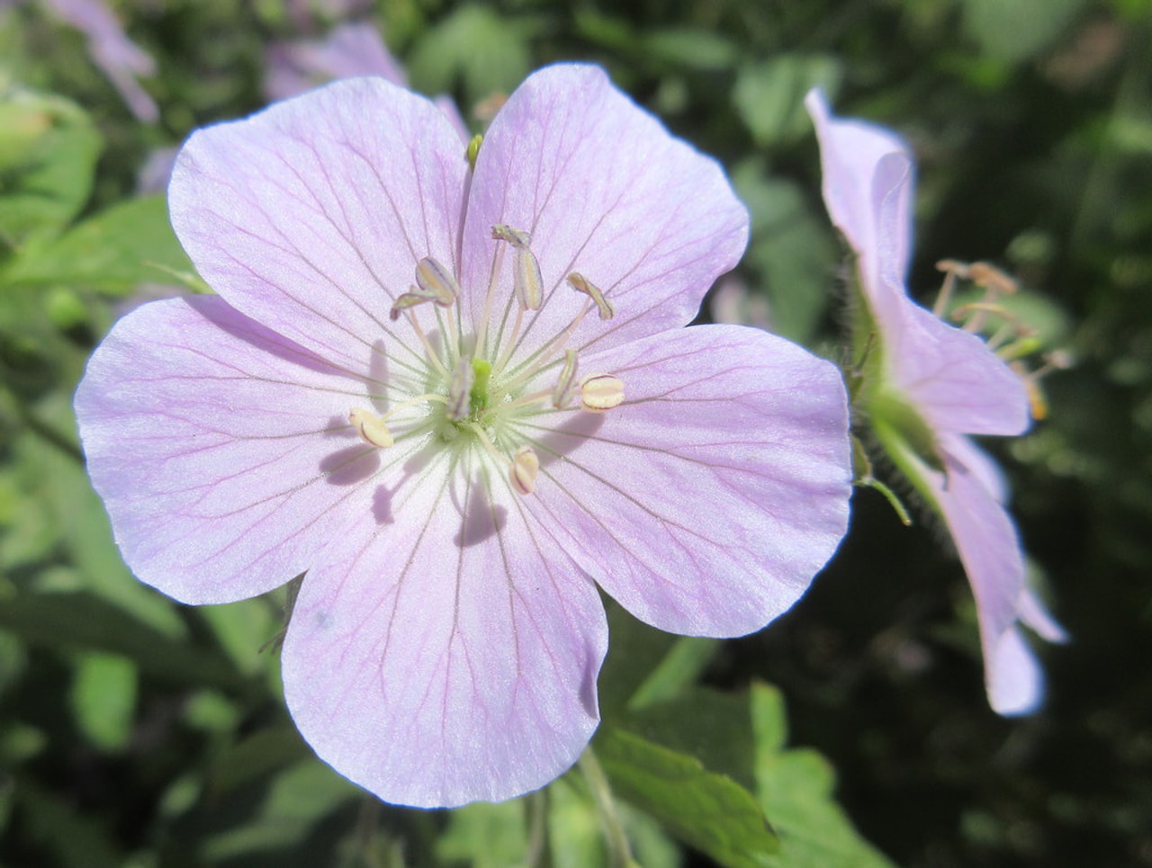 Geranium maculatum Chatto, Loukykvět