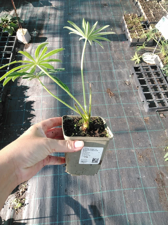 Lupiini Band of Nobles Fräulein - 19. 8. 2025