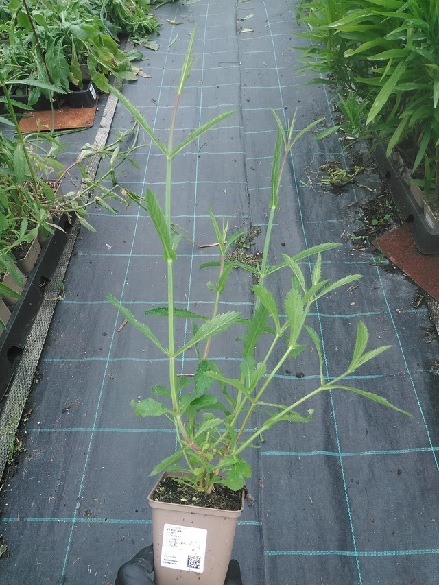 Verbena - 4. 8. 2025