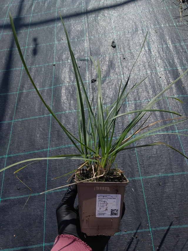 Unkarinlupaheinä - 11. 9. 2025