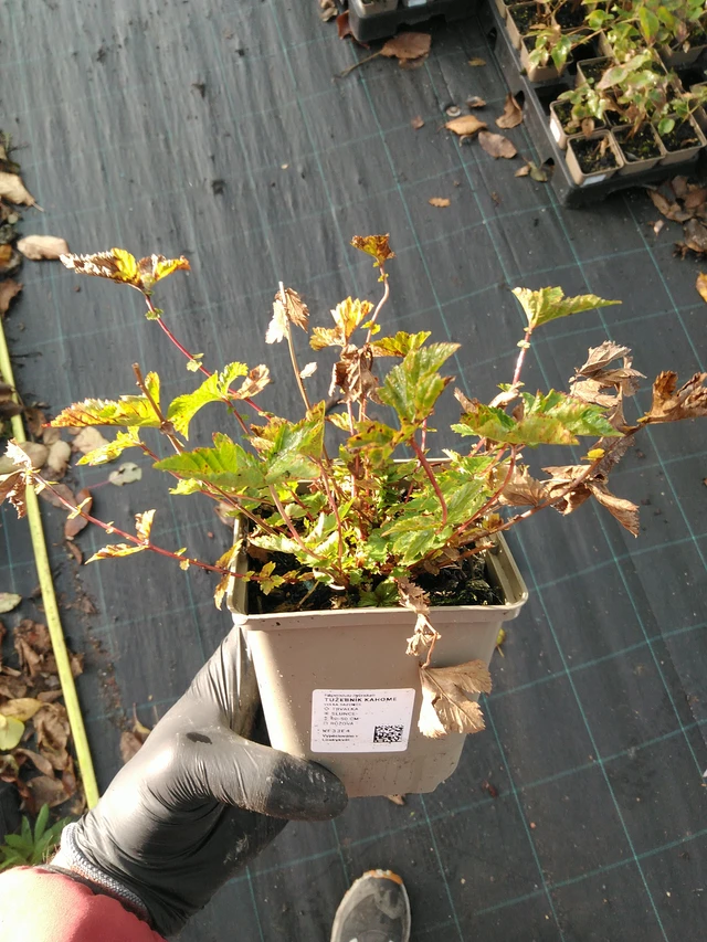 Filipendula Kahome - 31. 10. 2025