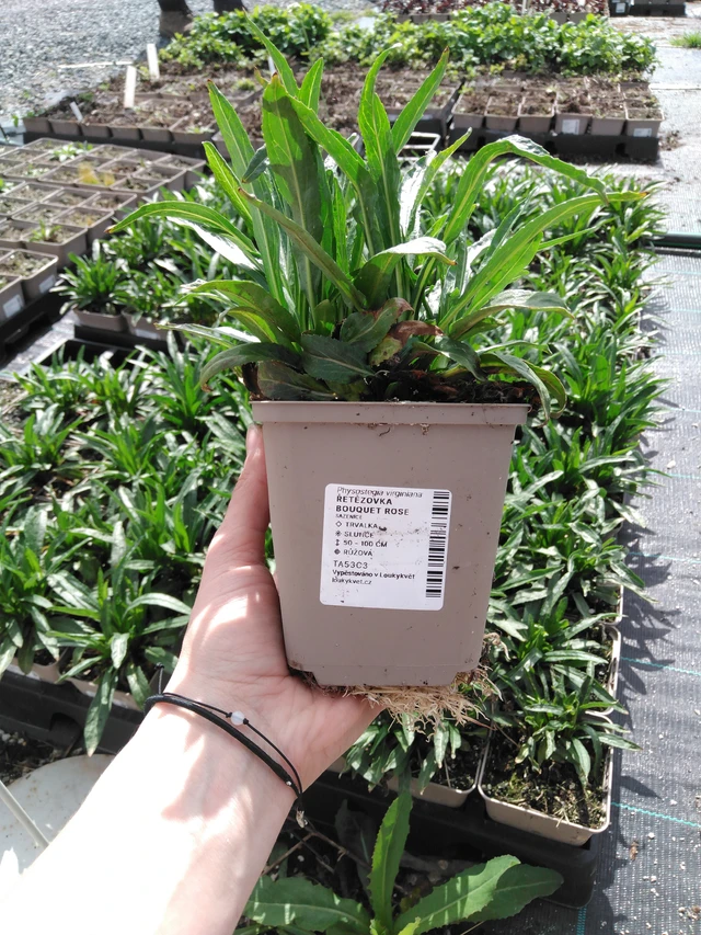 Kellopeippi Bouquet Rose - 2024