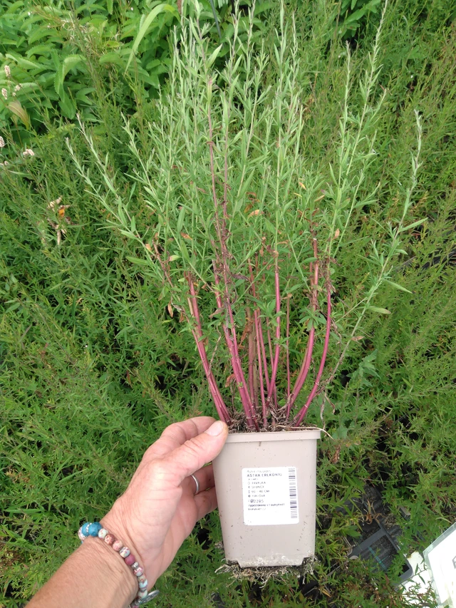 Asteri Erlkönig - 2024