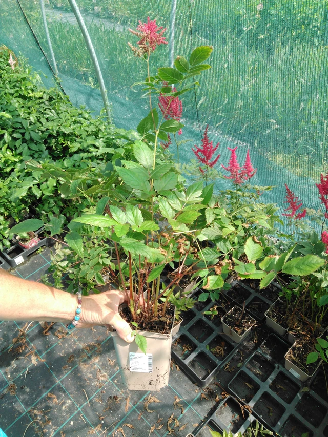 Jaloangervo Paul Gaarder - 2024