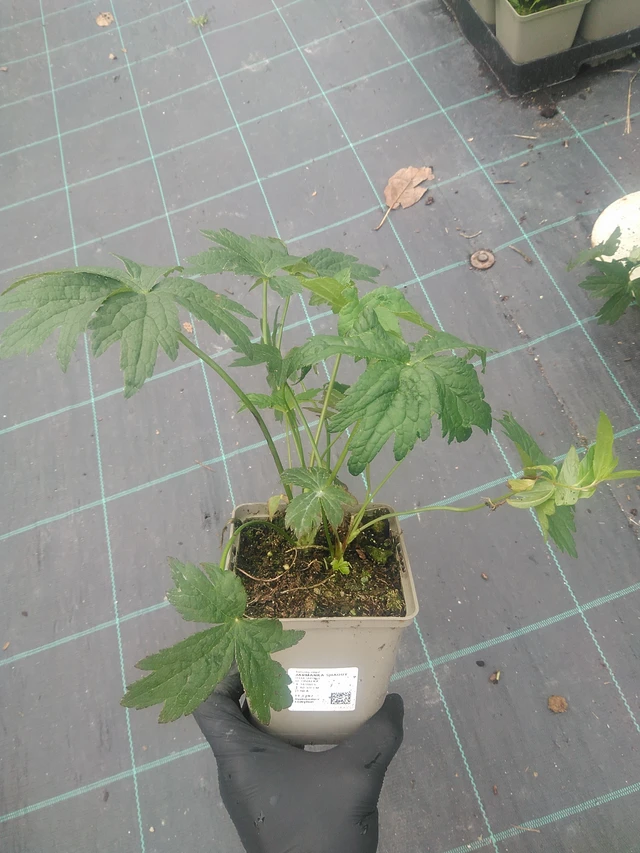 Tähtiputki Shaggy - 10. 9. 2025