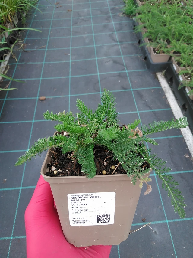 Siankärsämö White Beauty - 7. 7. 2025