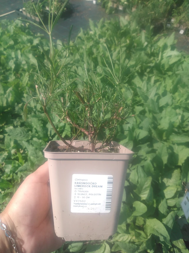 Coreopsis Limerock Dream - 2024