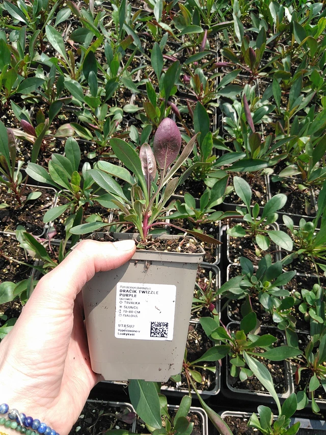 Partapipo Twizzle Purple - 9. 6. 2025