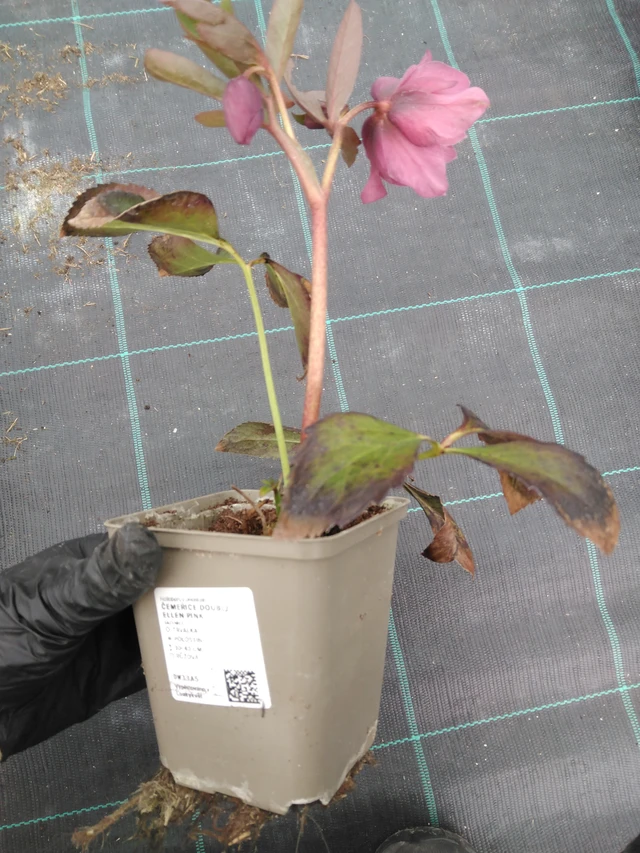 Jouluruusu Double Ellen Pink - 1. 4. 2026