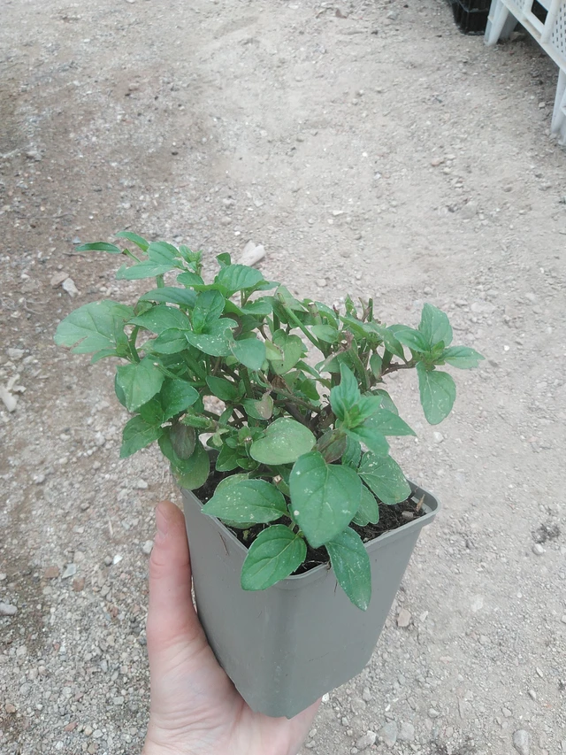 Citronová máta  - 17. 7. 2025