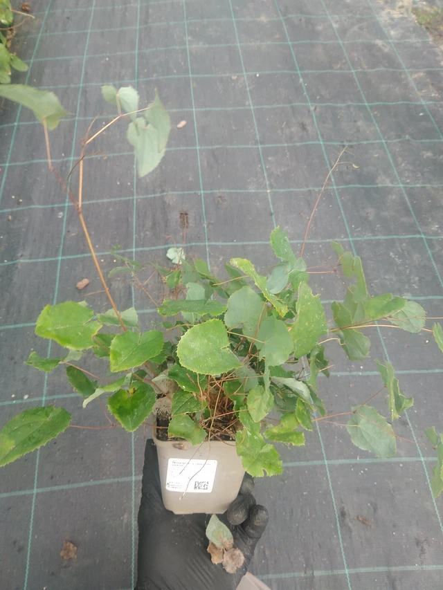 Epimedium Sunny and Share - 10. 9. 2025