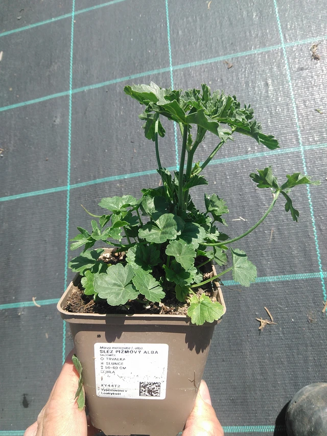 Myskimalva Alba - 30. 6. 2025