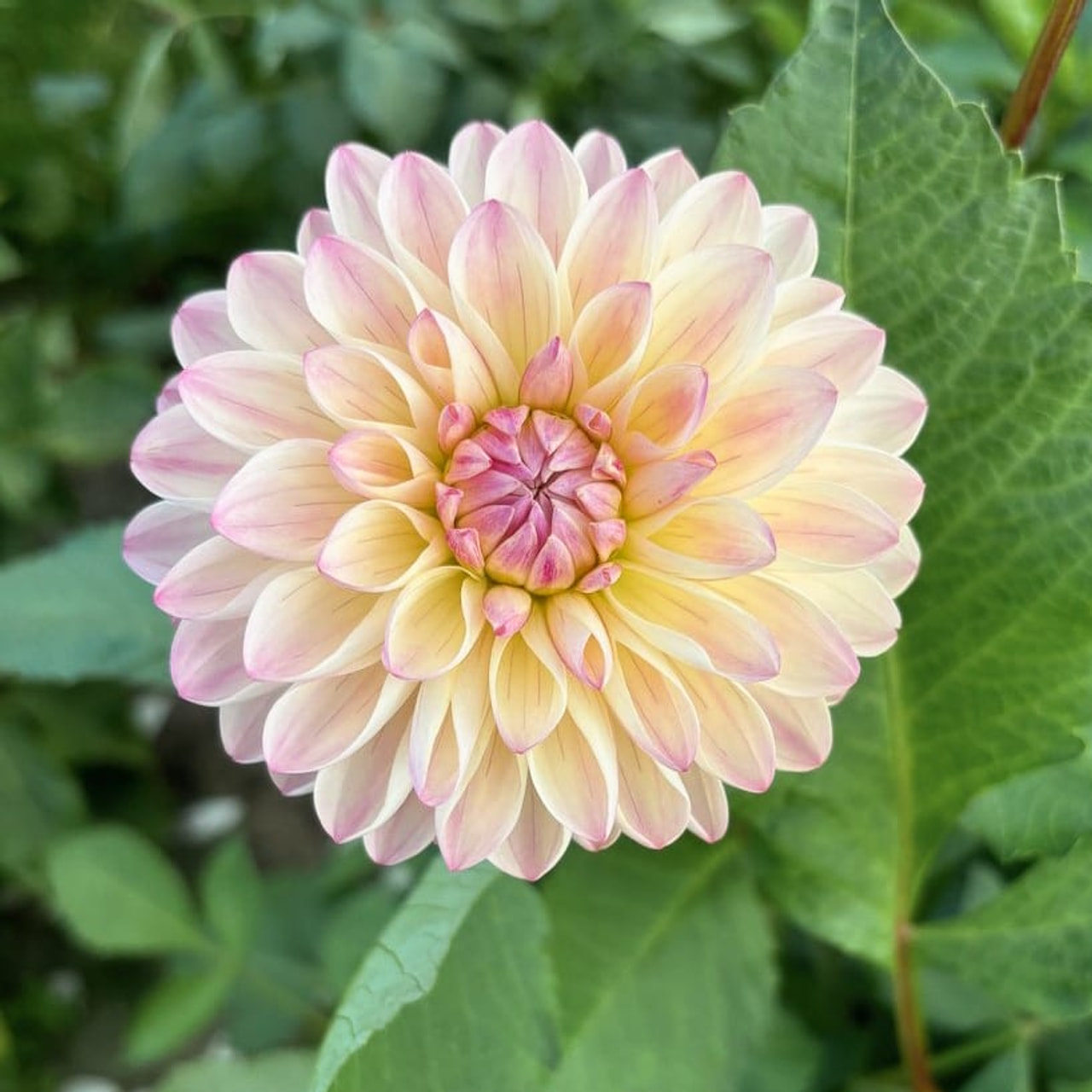 Dahlia Sturm Kika, Loukykvět