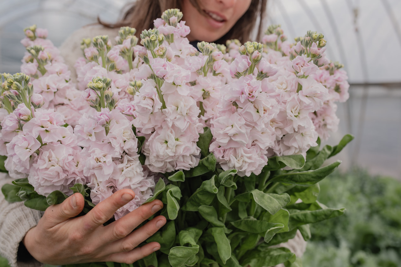 Stock StoX Silver, Loukykvět