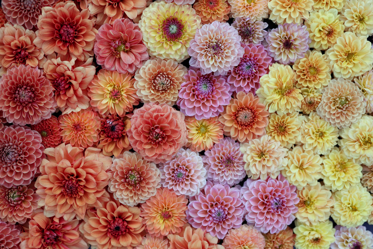 Daalia Mix, Loukykvět