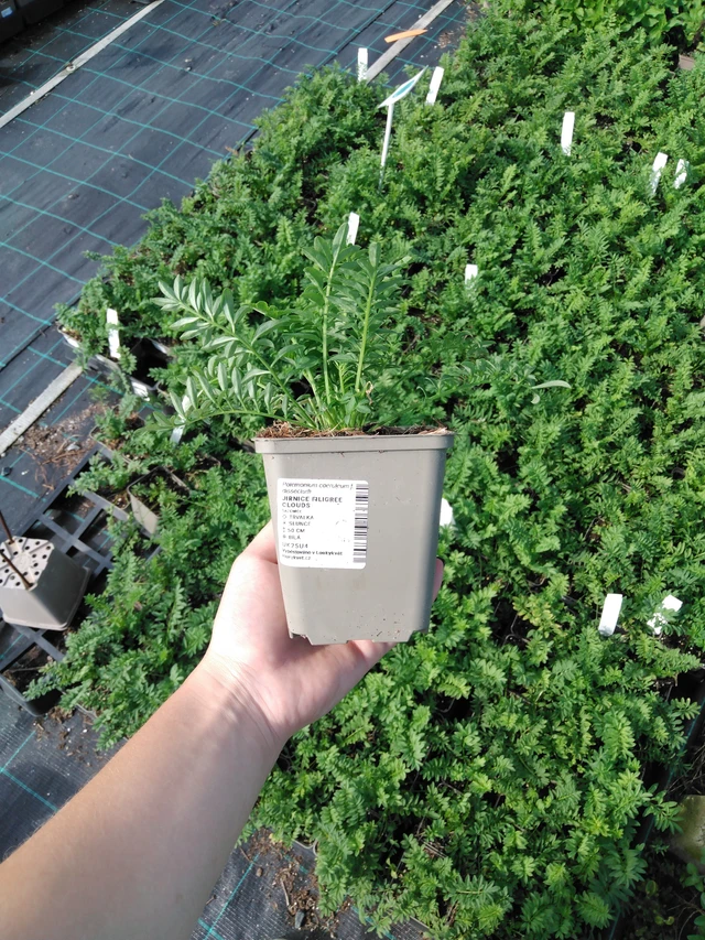 Sinilatva Filigree Clouds - 2024