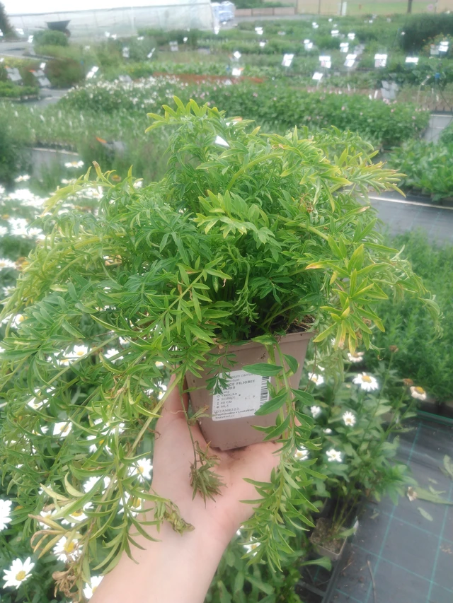 Sinilatva Filigree Clouds - 2024